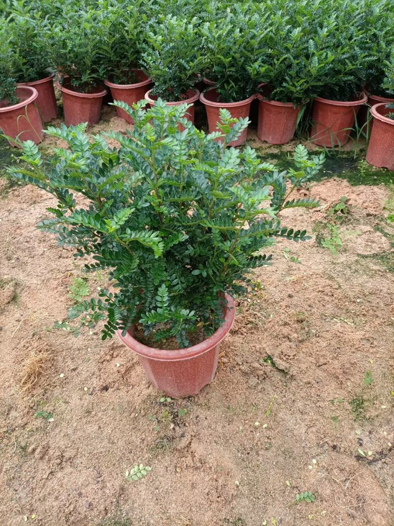 胡椒木地被苗小红盆绿化工程用苗小袋胡椒木
