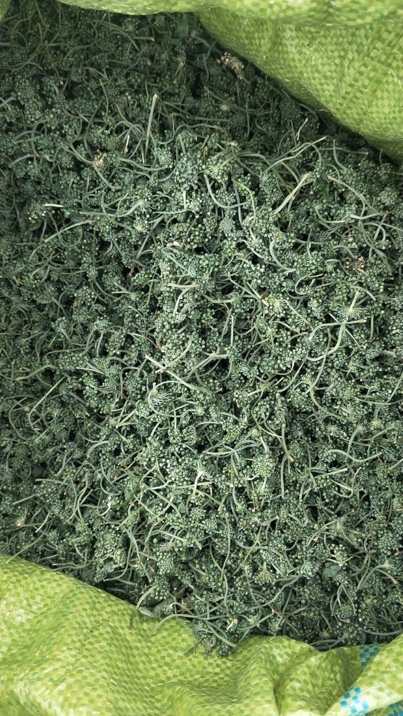 足年优质无杂西洋参花原产地批发量大从优欢迎选购