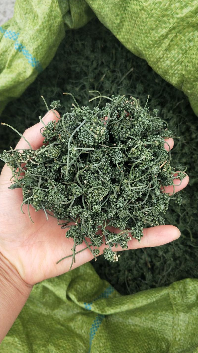 足年优质无杂西洋参花原产地批发量大从优欢迎选购