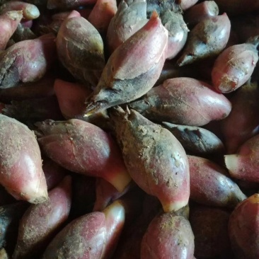 高山无公害，纯绿色有机蔬菜，可熟食，可淹制。