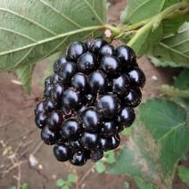 大个酸甜适口黑莓自然成熟了，第三代水果新秀
