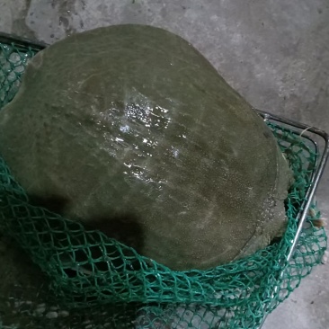 甲鱼