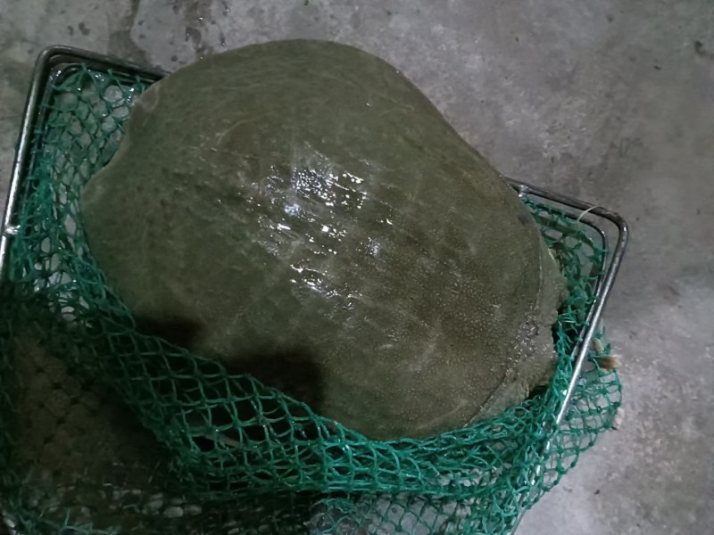 甲鱼
