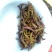 茶叶白牡丹茶叶绿茶新茶白茶毛尖浓香白毫银针50克