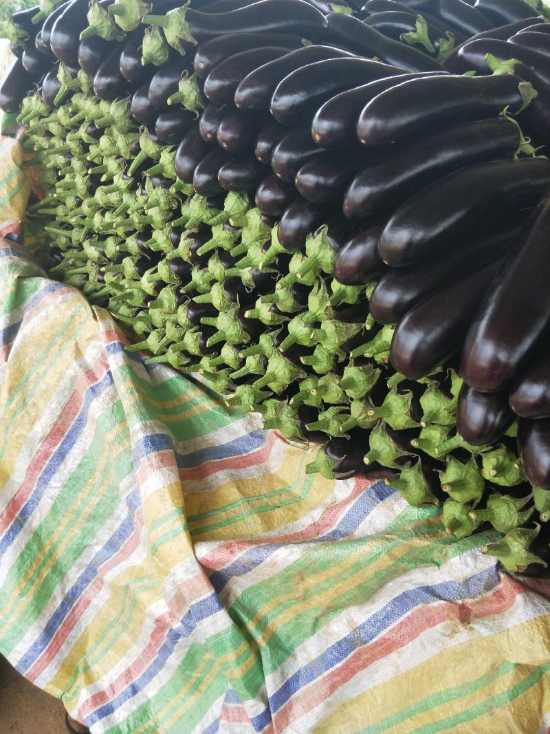精品茄子大量上市，黑金刚。
