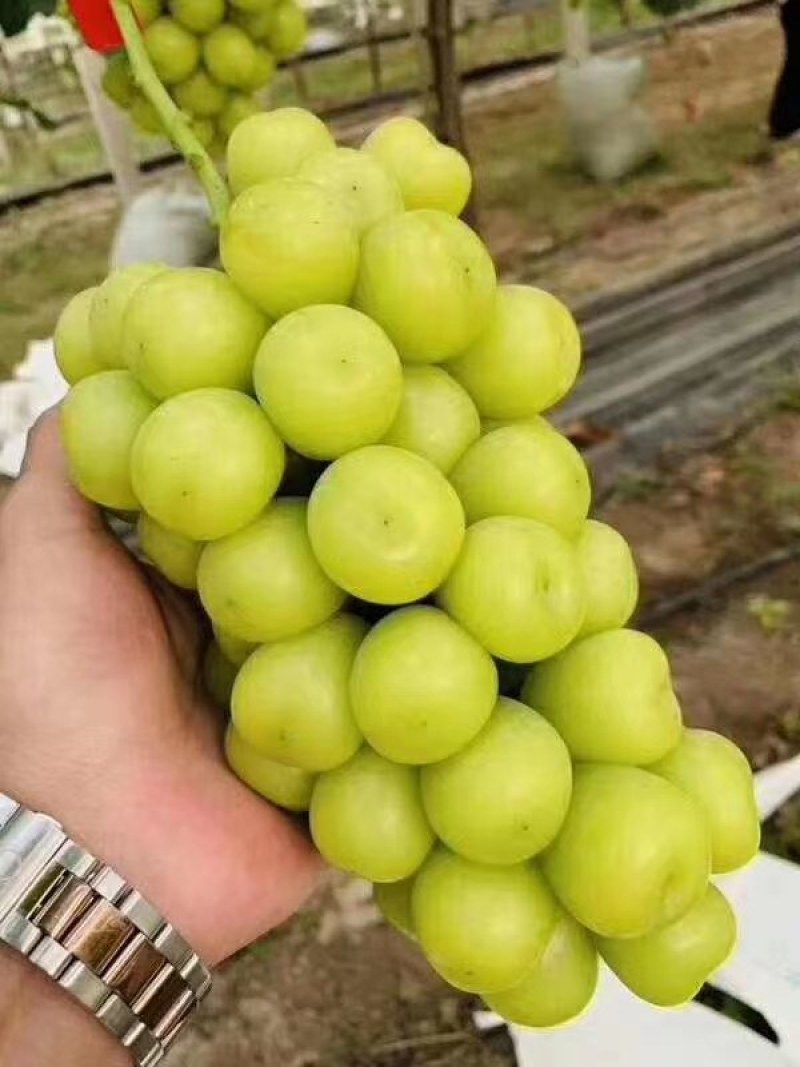 葡萄