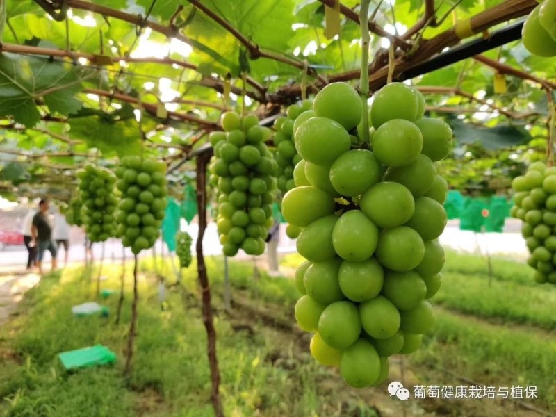葡萄