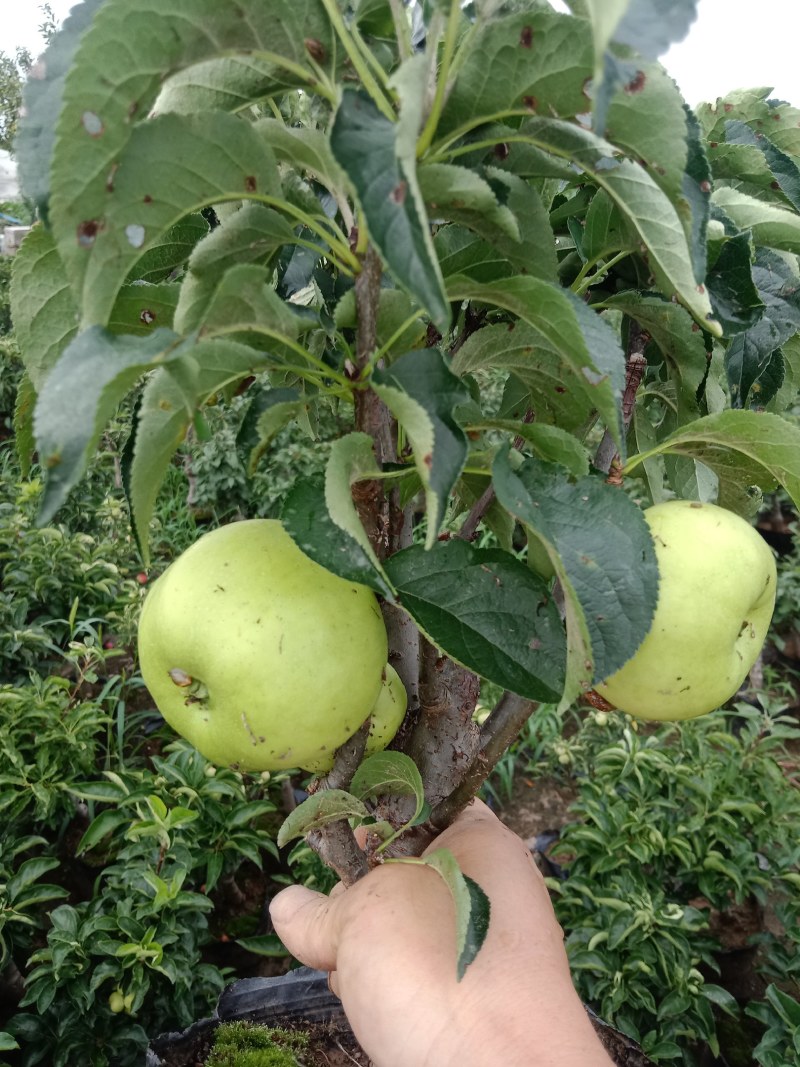 苹果盆栽