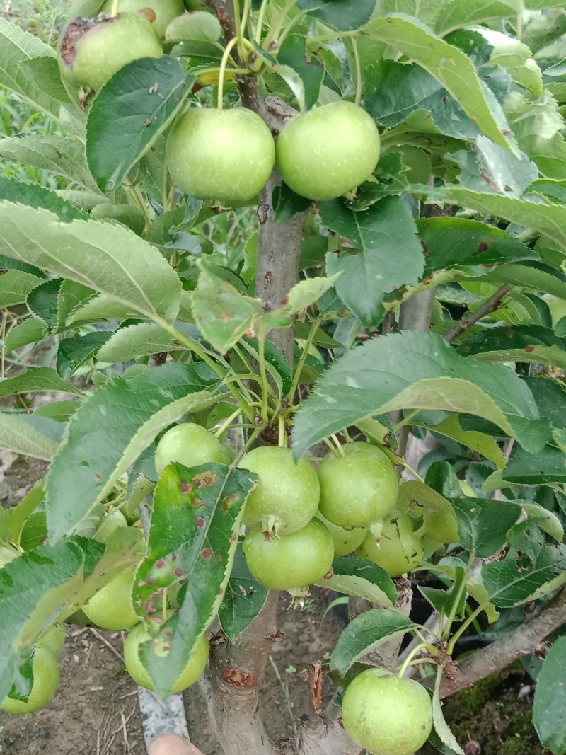 苹果盆栽