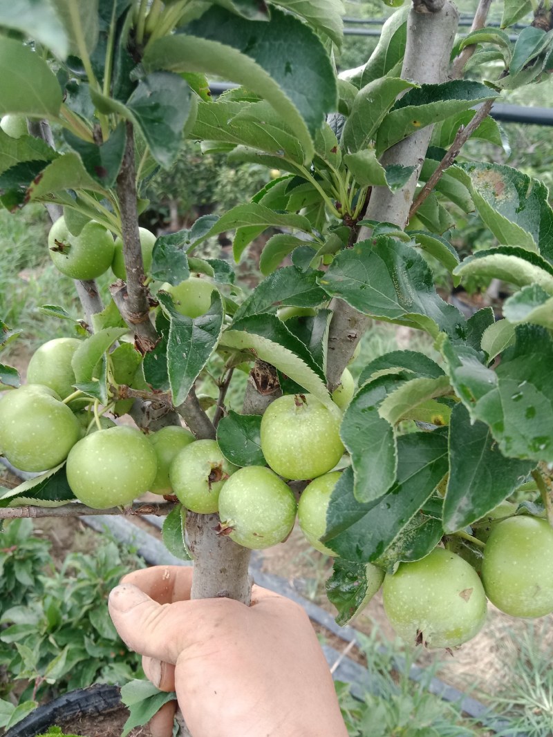 苹果盆栽