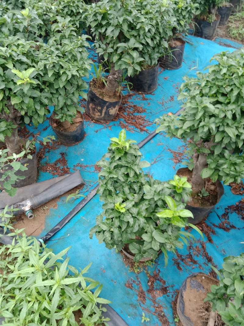苹果盆栽