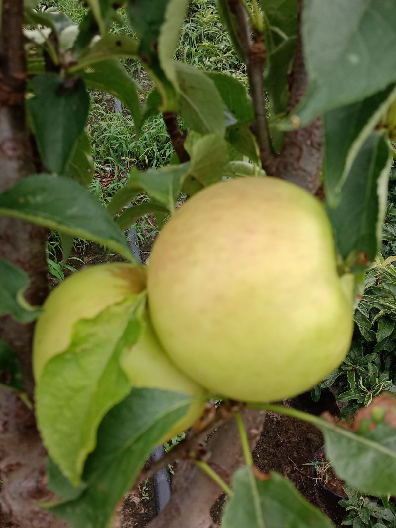 苹果盆栽