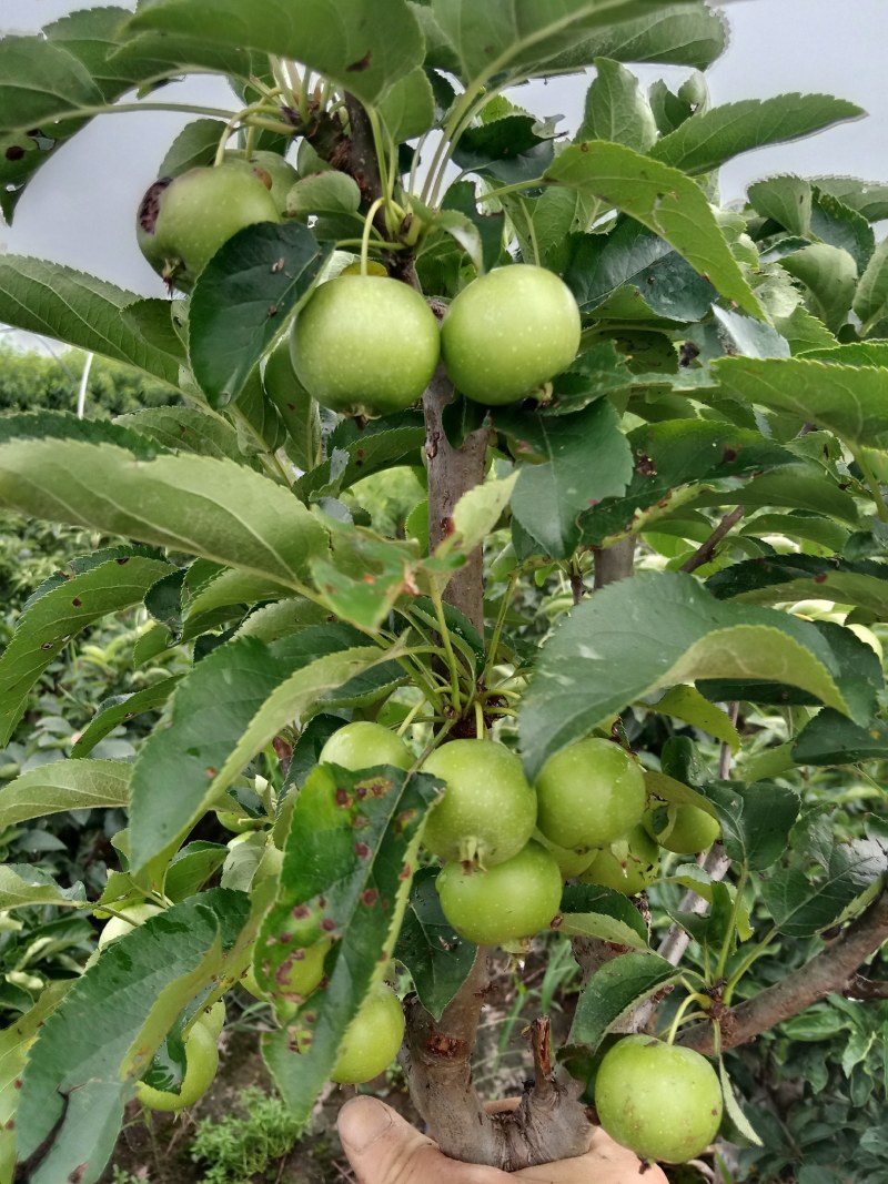 苹果盆栽