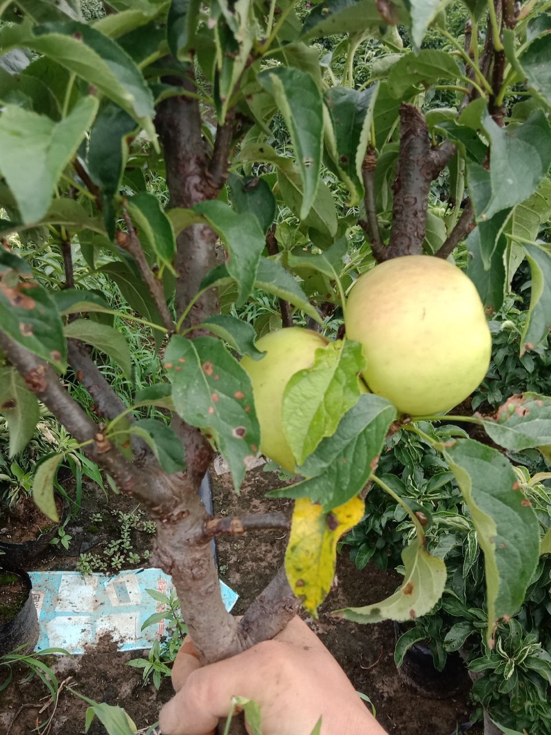 苹果盆栽