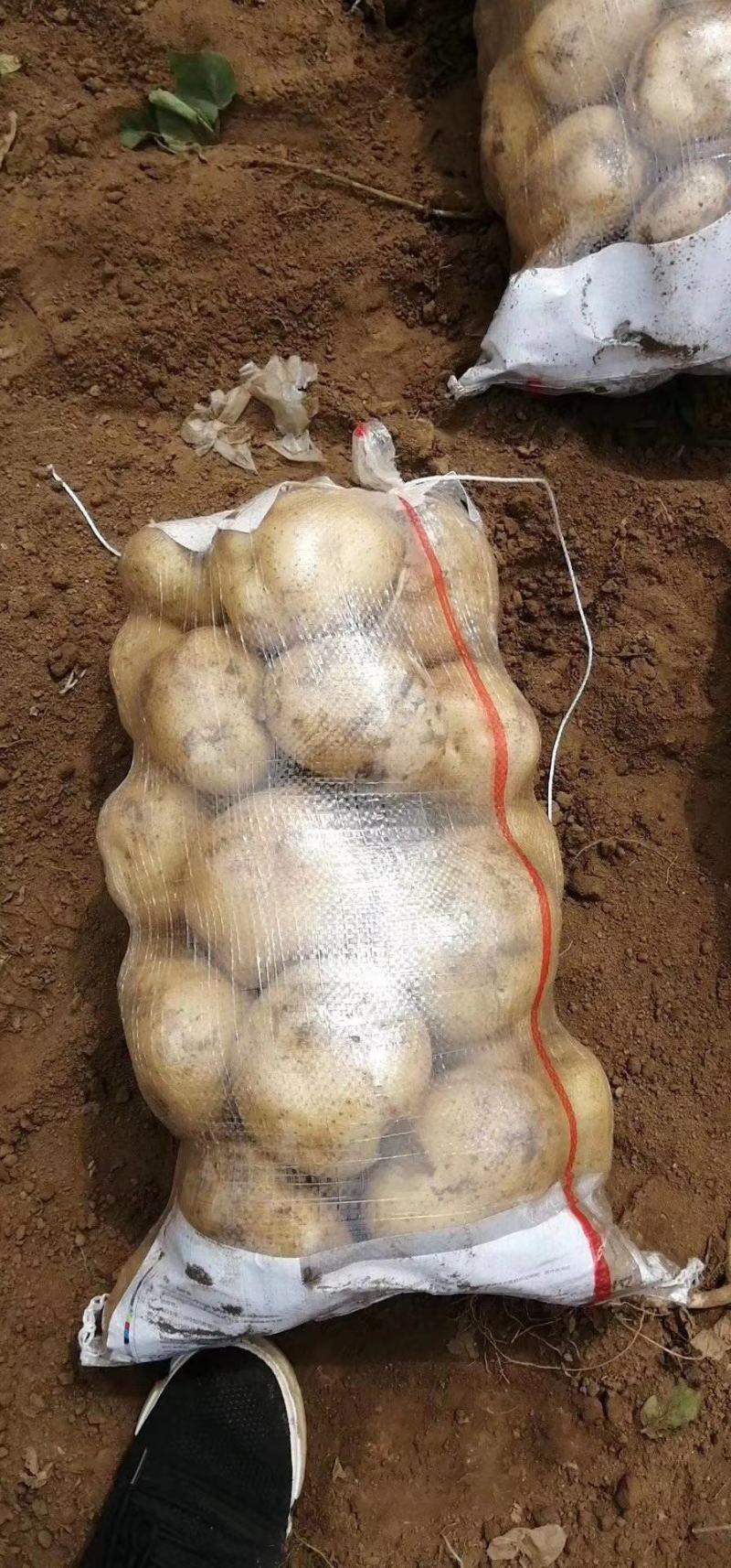 沃土，土豆上大量市中，要的抓紧，质量保证，绥中老袁代收处