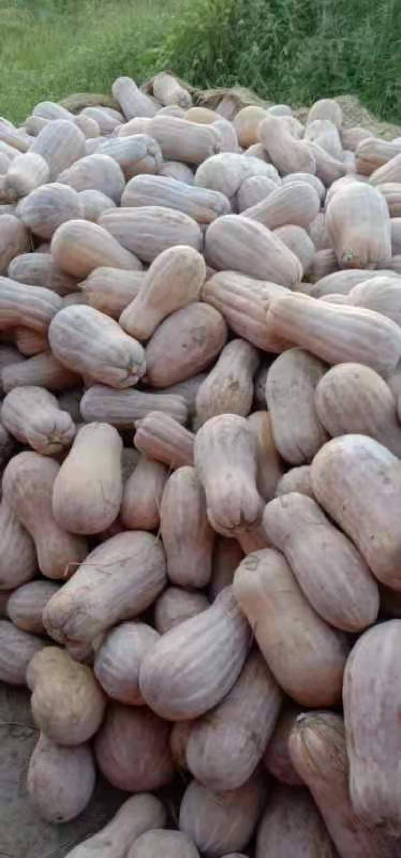 金韩瓜，质量好