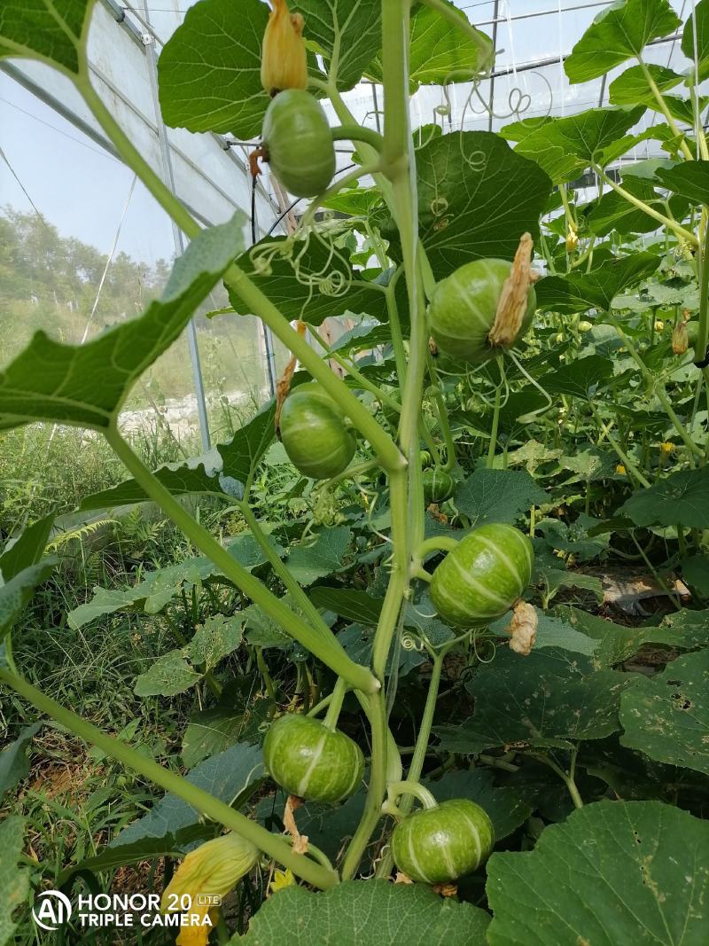 贝贝小南瓜嫩南瓜口感香脆适合做菜，个头适中