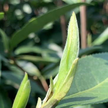 白茶春茶白毫银针白牡丹茶罐装高山荒野茶叶50克茶