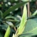 白茶春茶白毫银针白牡丹茶罐装高山荒野茶叶50克茶