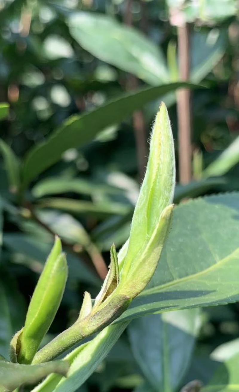 白茶春茶白毫银针白牡丹茶罐装高山荒野茶叶50克茶