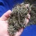 白茶春茶白毫银针白牡丹茶罐装高山荒野茶叶50克茶