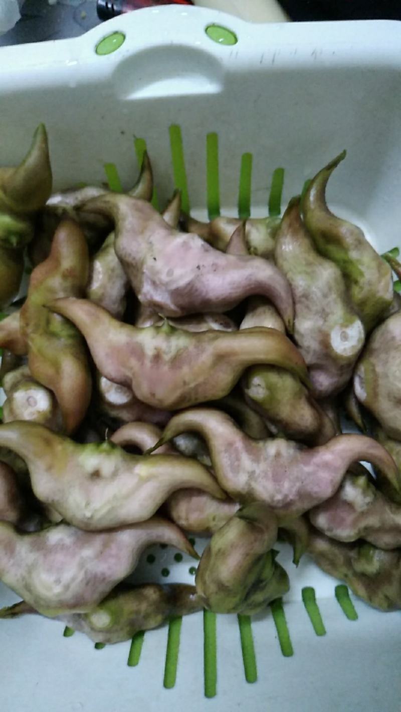 药食同源粉糯凌角菱角，基地新鲜采摘，保质保量发货