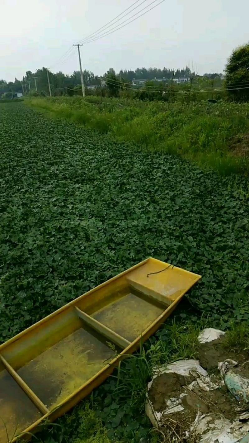 药食同源粉糯凌角菱角，基地新鲜采摘，保质保量发货