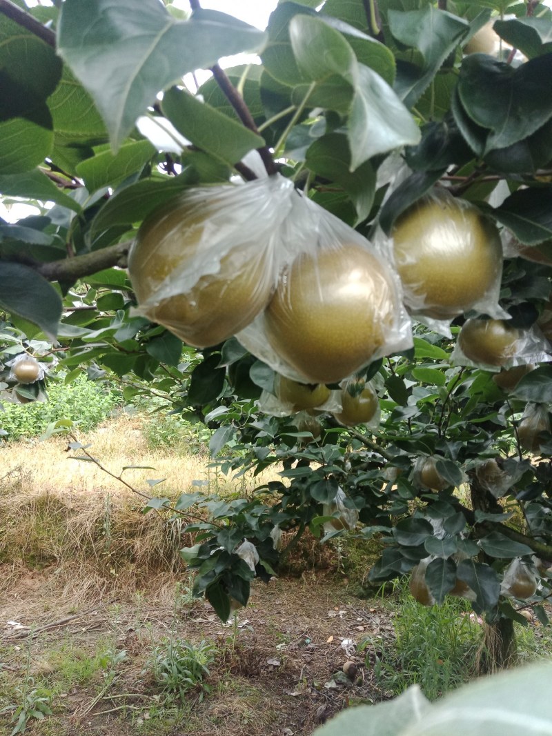 重庆市永川区黄瓜山黄花梨