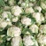 精品白花菜花1斤到2斤紧密乳白，质量优产地直发