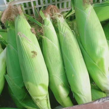 玉米棒大量共应需要连系
