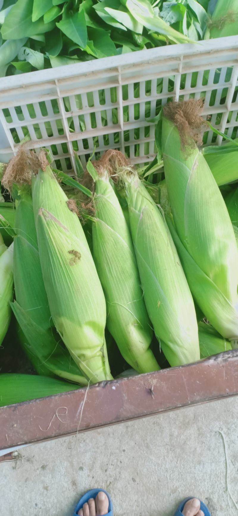 玉米棒大量共应需要连系