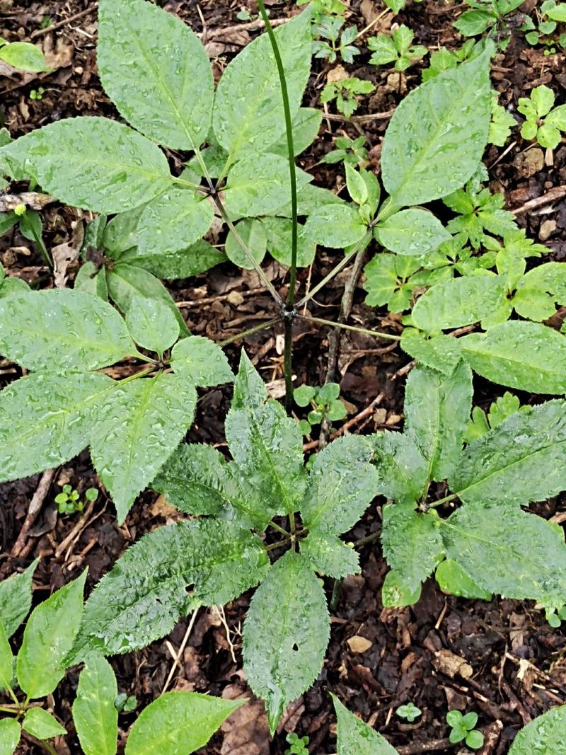 竹节参大叶两年苗