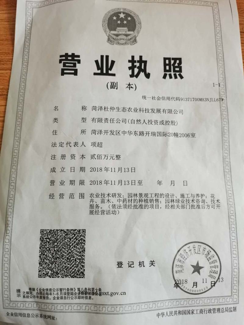大量供应杜仲茶、杜仲叶、杜仲树