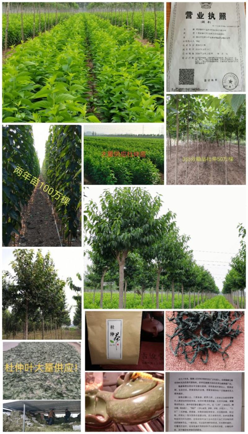 大量供应杜仲茶、杜仲叶、杜仲树
