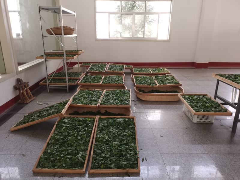 大量供应杜仲茶、杜仲叶、杜仲树