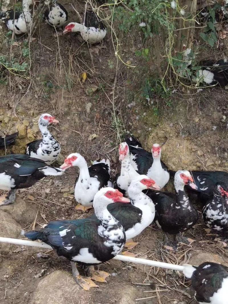 鸭苗脱温番鸭苗养殖场直销疫苗做好