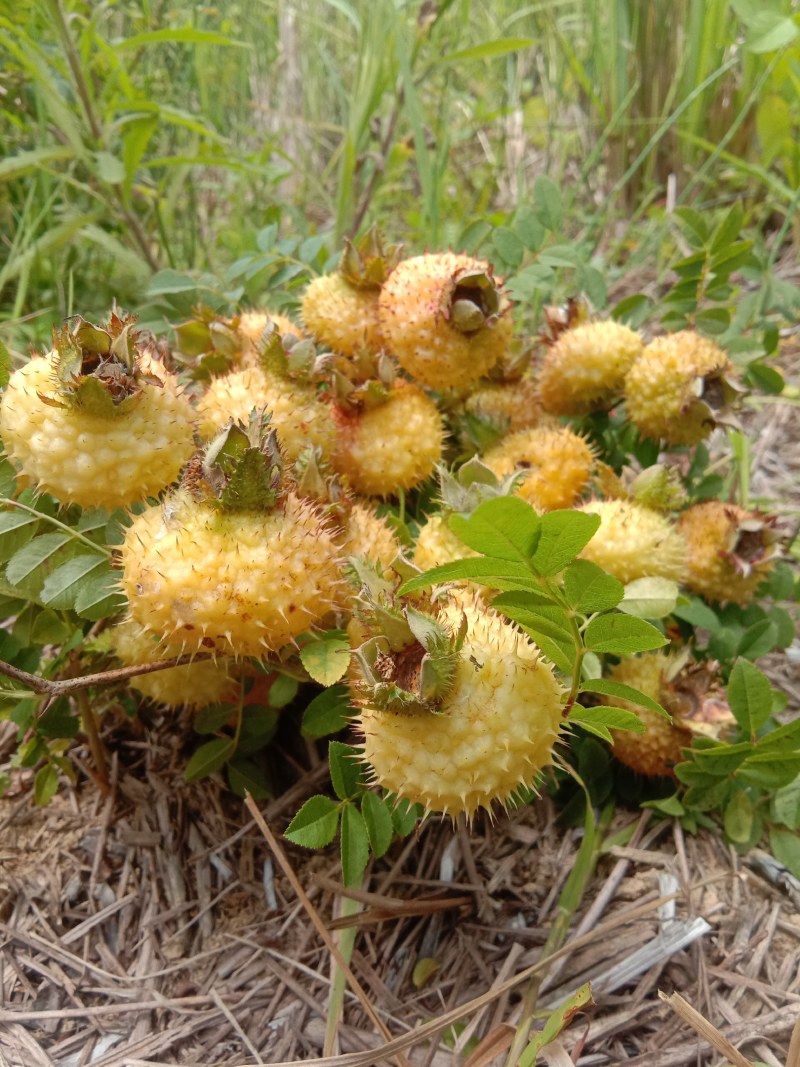 新鲜刺梨果