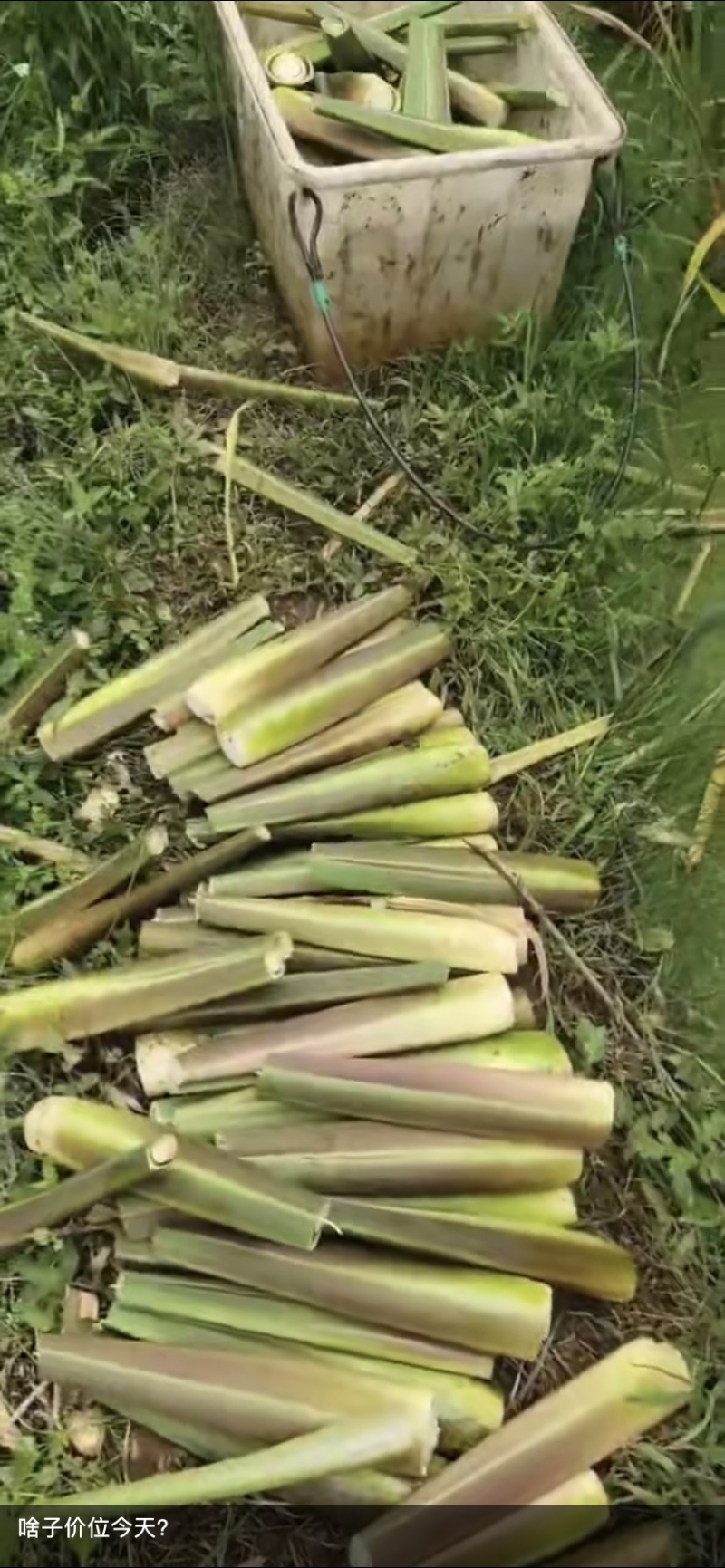 茭白