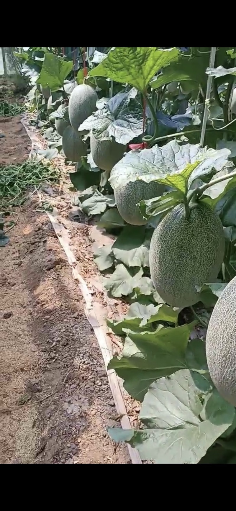 山东头茬新鲜哈密瓜上市，欢迎各地采购商来采购