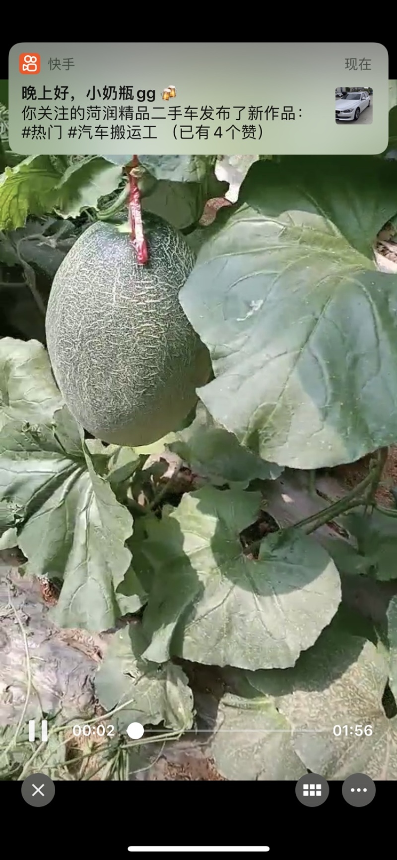 山东头茬新鲜哈密瓜上市，欢迎各地采购商来采购