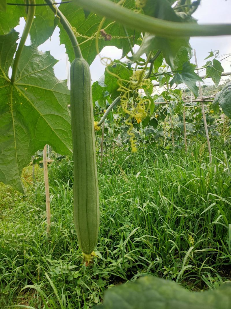 本公司大丝瓜给
