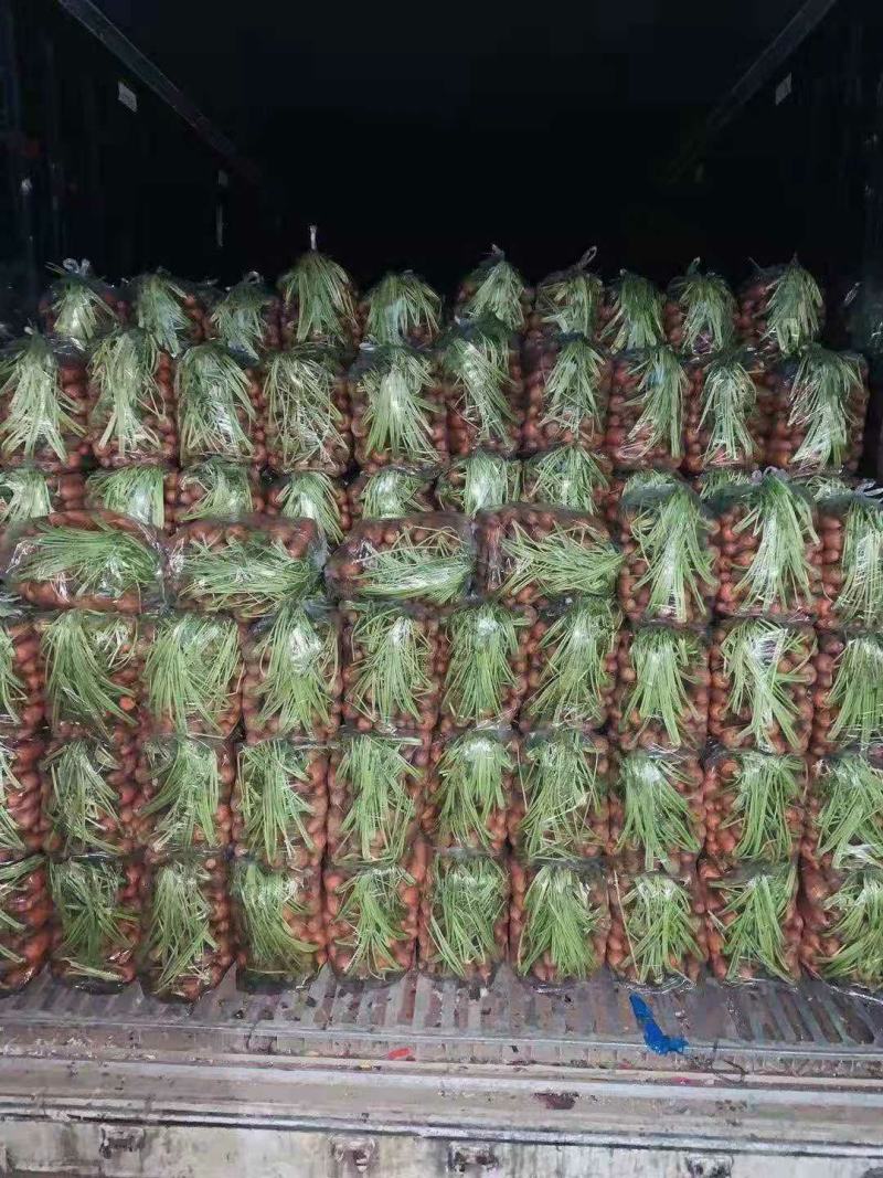 三红胡萝卜广红胡萝卜，鲜货水洗袋装3两起步供应电商