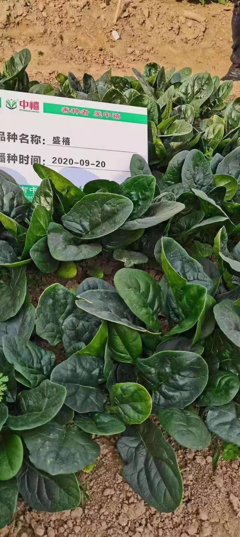 河南郑州菠菜种子澳禧叶片丰厚叶色深绿油亮抗生理小种生长快