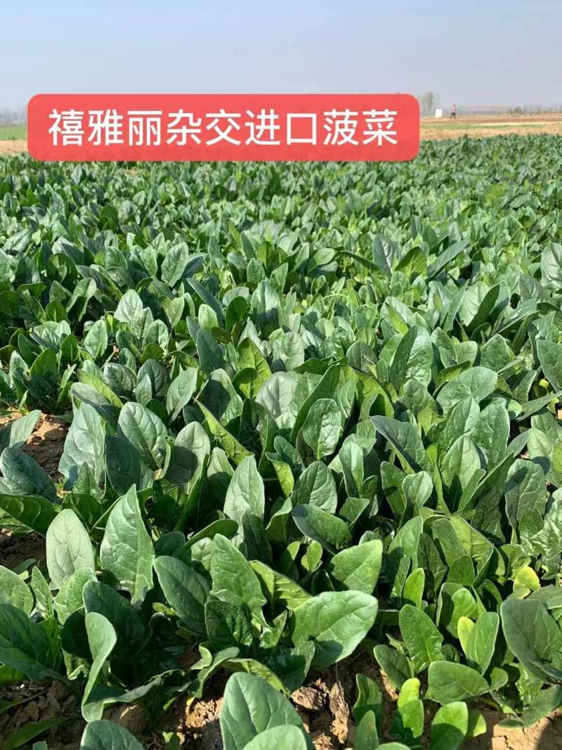 河南郑州菠菜种子澳禧叶片丰厚叶色深绿油亮抗生理小种生长快