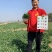 河南郑州菠菜种子澳禧叶片丰厚叶色深绿油亮抗生理小种生长快