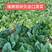 河南郑州菠菜种子澳禧叶片丰厚叶色深绿油亮抗生理小种生长快