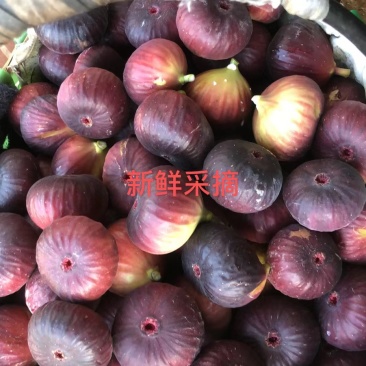 无花果