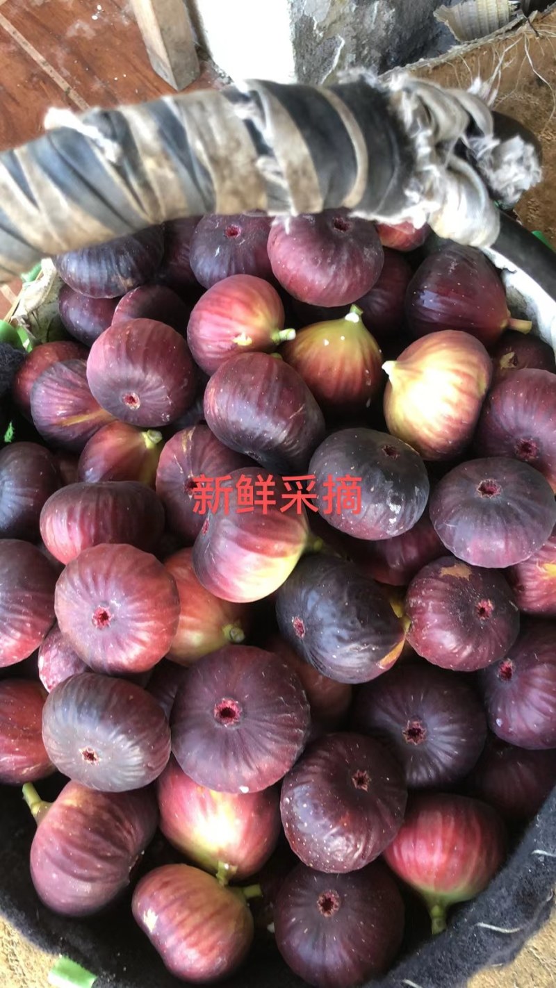 无花果