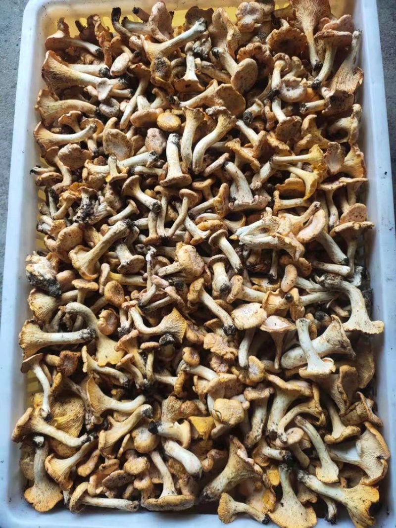 鸡油菌，黄丝菌