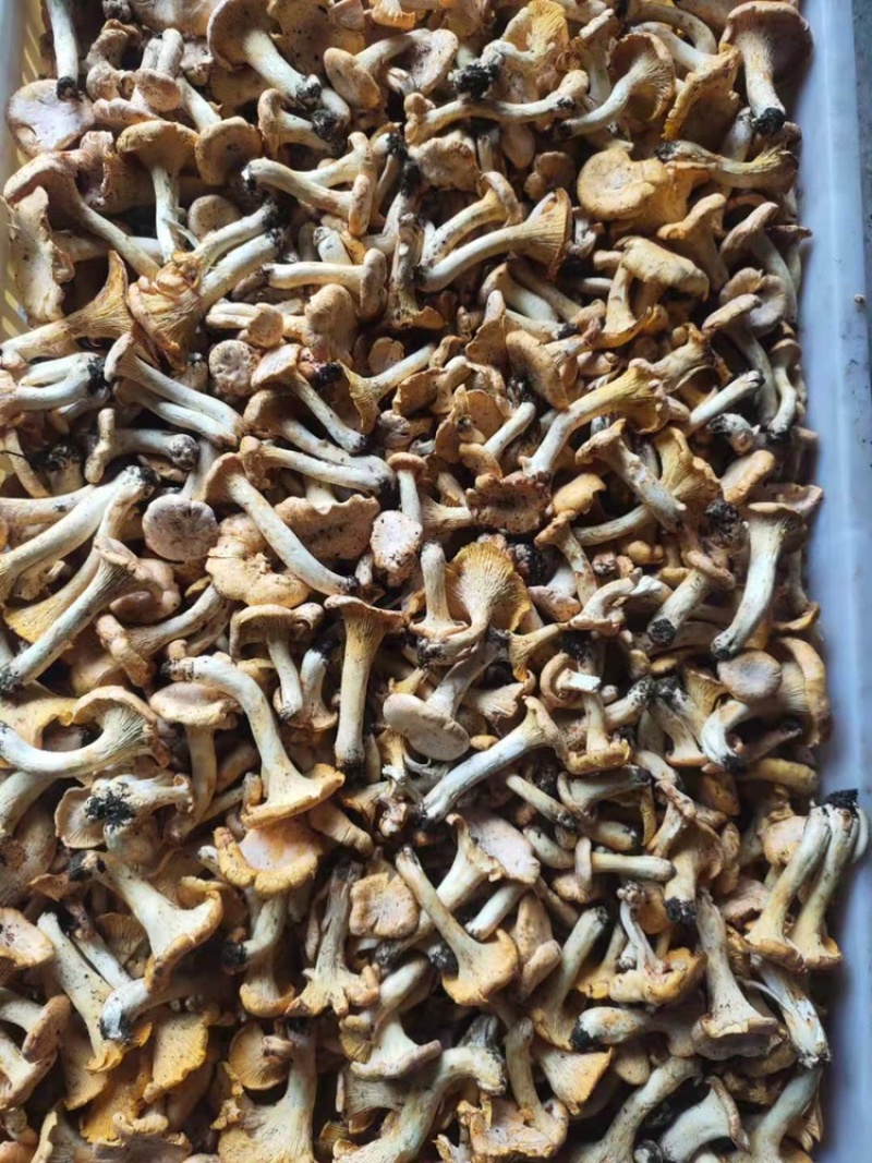 鸡油菌，黄丝菌